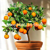 30PCS Bonsai Orange Potted Edible Tangerine Citrus Fruit Dwarf Orange Tree Indoor Plant For Home Garden plants