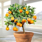 30PCS Bonsai Orange Potted Edible Tangerine Citrus Fruit Dwarf Orange Tree Indoor Plant For Home Garden plants