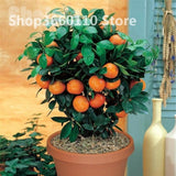 30PCS Bonsai Orange Potted Edible Tangerine Citrus Fruit Dwarf Orange Tree Indoor Plant For Home Garden plants