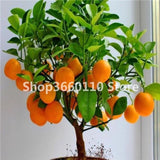 30PCS Bonsai Orange Potted Edible Tangerine Citrus Fruit Dwarf Orange Tree Indoor Plant For Home Garden plants