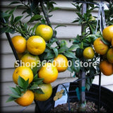 30PCS Bonsai Orange Potted Edible Tangerine Citrus Fruit Dwarf Orange Tree Indoor Plant For Home Garden plants