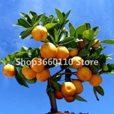 30PCS Bonsai Orange Potted Edible Tangerine Citrus Fruit Dwarf Orange Tree Indoor Plant For Home Garden plants