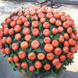 30PCS Bonsai Orange Potted Edible Tangerine Citrus Fruit Dwarf Orange Tree Indoor Plant For Home Garden plants