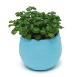 Mini Colourful Round Plastic Plant Flower Pot Garden Home Office Decor Planter Desktop Flower Pots  for Succulent plants