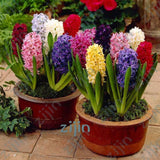 100Pcs Real Hyacinth flower pots Bonsai Green Plants(No-Bulbs) Easy To Grow Bonsai Balcony Flower pots plant For Home Garden