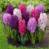 100Pcs Real Hyacinth flower pots Bonsai Green Plants(No-Bulbs) Easy To Grow Bonsai Balcony Flower pots plant For Home Garden