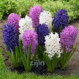 100Pcs Real Hyacinth flower pots Bonsai Green Plants(No-Bulbs) Easy To Grow Bonsai Balcony Flower pots plant For Home Garden