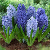 100Pcs Real Hyacinth flower pots Bonsai Green Plants(No-Bulbs) Easy To Grow Bonsai Balcony Flower pots plant For Home Garden
