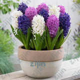 100Pcs Real Hyacinth flower pots Bonsai Green Plants(No-Bulbs) Easy To Grow Bonsai Balcony Flower pots plant For Home Garden