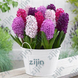 100Pcs Real Hyacinth flower pots Bonsai Green Plants(No-Bulbs) Easy To Grow Bonsai Balcony Flower pots plant For Home Garden
