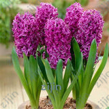100Pcs Real Hyacinth flower pots Bonsai Green Plants(No-Bulbs) Easy To Grow Bonsai Balcony Flower pots plant For Home Garden