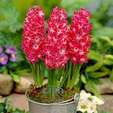 100Pcs Real Hyacinth flower pots Bonsai Green Plants(No-Bulbs) Easy To Grow Bonsai Balcony Flower pots plant For Home Garden
