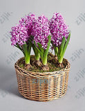 100Pcs Real Hyacinth flower pots Bonsai Green Plants(No-Bulbs) Easy To Grow Bonsai Balcony Flower pots plant For Home Garden