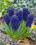 100Pcs Real Hyacinth flower pots Bonsai Green Plants(No-Bulbs) Easy To Grow Bonsai Balcony Flower pots plant For Home Garden