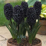 100Pcs Real Hyacinth flower pots Bonsai Green Plants(No-Bulbs) Easy To Grow Bonsai Balcony Flower pots plant For Home Garden