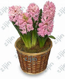 100Pcs Real Hyacinth flower pots Bonsai Green Plants(No-Bulbs) Easy To Grow Bonsai Balcony Flower pots plant For Home Garden