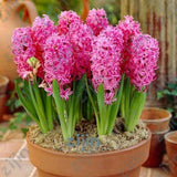 100Pcs Real Hyacinth flower pots Bonsai Green Plants(No-Bulbs) Easy To Grow Bonsai Balcony Flower pots plant For Home Garden