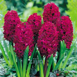 100Pcs Real Hyacinth flower pots Bonsai Green Plants(No-Bulbs) Easy To Grow Bonsai Balcony Flower pots plant For Home Garden