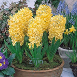 100Pcs Real Hyacinth flower pots Bonsai Green Plants(No-Bulbs) Easy To Grow Bonsai Balcony Flower pots plant For Home Garden