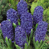 100Pcs Real Hyacinth flower pots Bonsai Green Plants(No-Bulbs) Easy To Grow Bonsai Balcony Flower pots plant For Home Garden