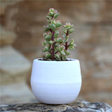 1Pcs Mini Round Plastic Plants Desktop Plant Bonsai Flower Pots with Wooden Tray for Garden Home Office Decoration Drop Shipping