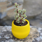 1Pcs Mini Round Plastic Plants Desktop Plant Bonsai Flower Pots with Wooden Tray for Garden Home Office Decoration Drop Shipping