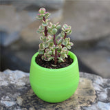 1Pcs Mini Round Plastic Plants Desktop Plant Bonsai Flower Pots with Wooden Tray for Garden Home Office Decoration Drop Shipping