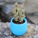 1Pcs Mini Round Plastic Plants Desktop Plant Bonsai Flower Pots with Wooden Tray for Garden Home Office Decoration Drop Shipping